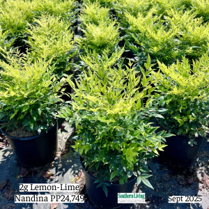 September 2025 2g Lemon-Lime Nandina Group Website